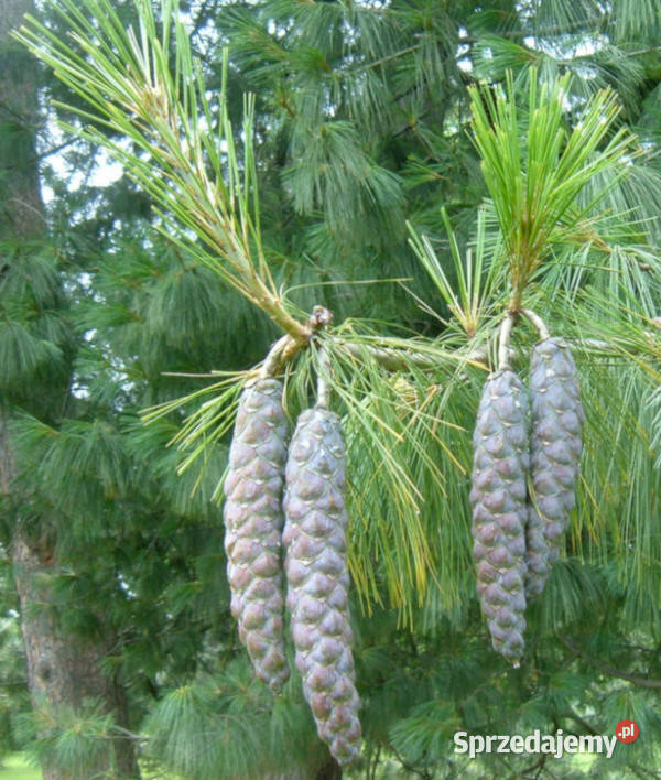 SOSNA HIMALAJSKA Pinus wallichiana NASIONA 100g Lubanie