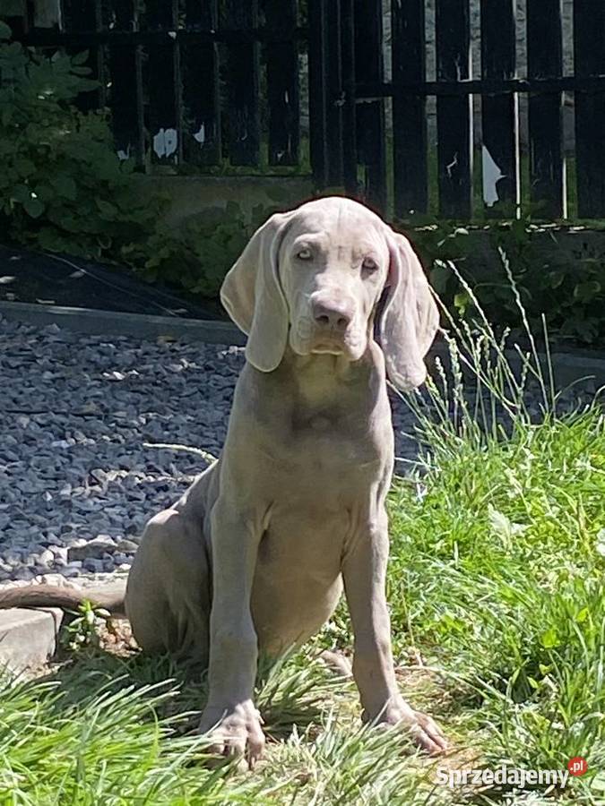 Wyżeł weimarski FCI suczka Gołcza