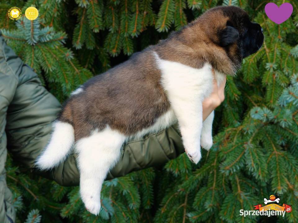 Szczenięta AKITA AMERYKAŃSKA odbiór marzec