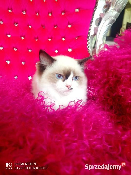 Ragdoll Kotka Seal bicolor FIFE FPL lubuskie Wschowa