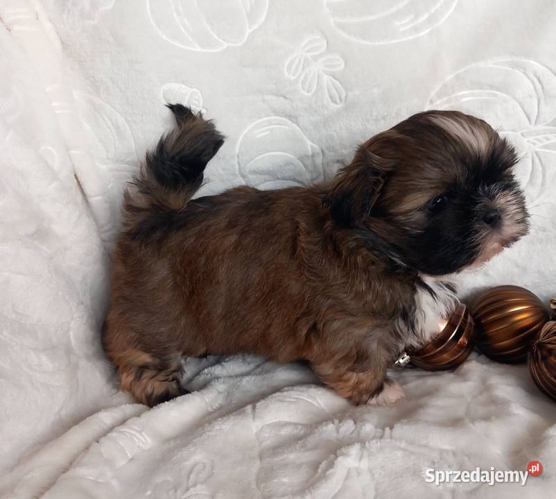 ShihTzu chłopiec odbiór w grudniu Shih Tzu opolskie Strzelce Opolskie