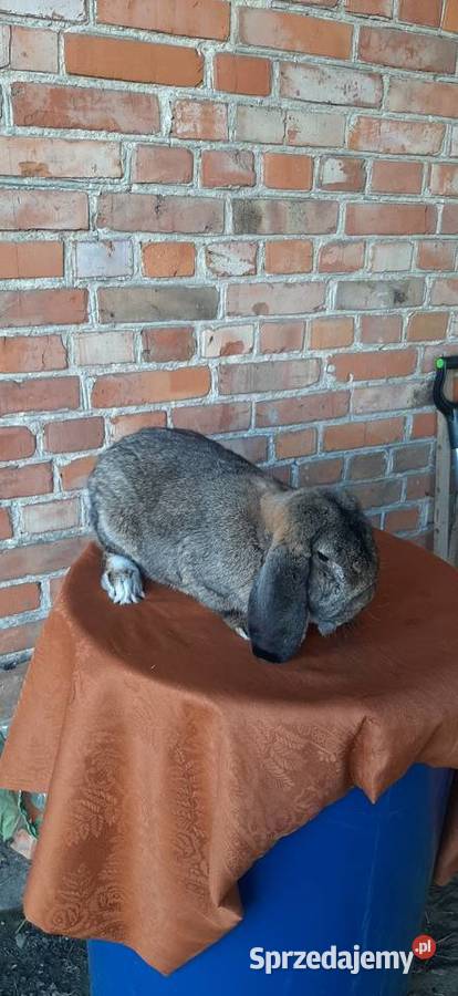 Samiec baran francuski szary Turobin