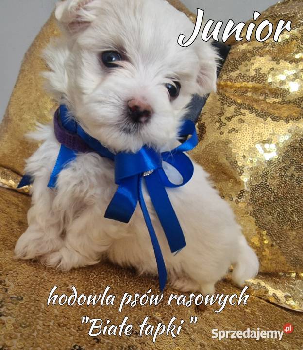 Maltanczyk piesek miniaturka sprzedam