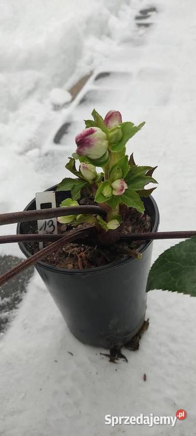 Ciemiernik Roses Dark Picotee Opole