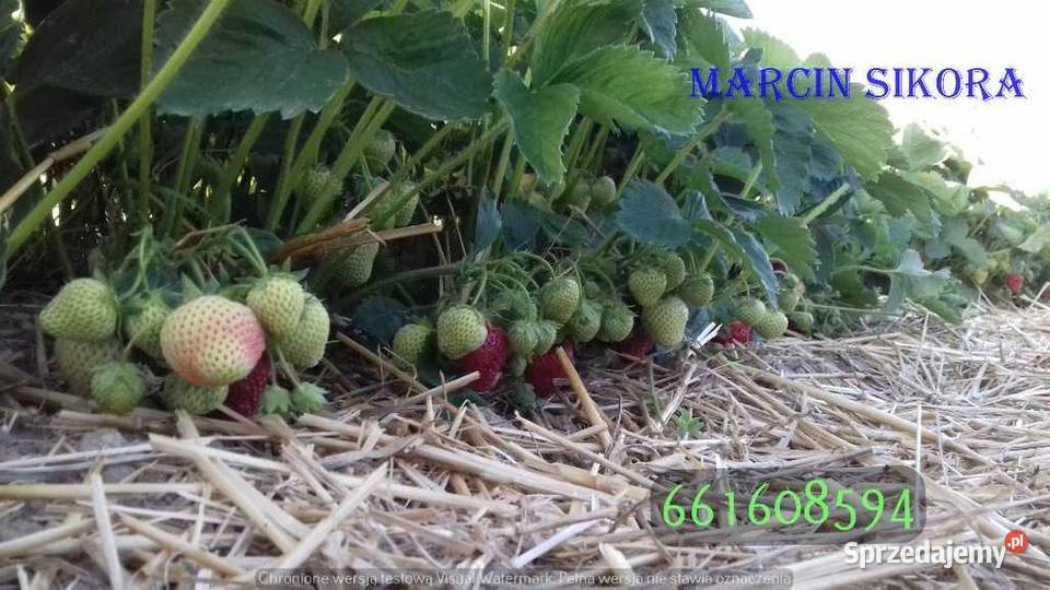 Sadzonki truskawek szkółka kwalifikowane Trzebnica