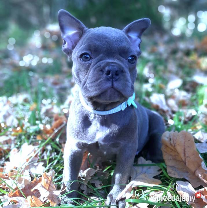 Buldog francuski szczeniaczki piekne sunie i