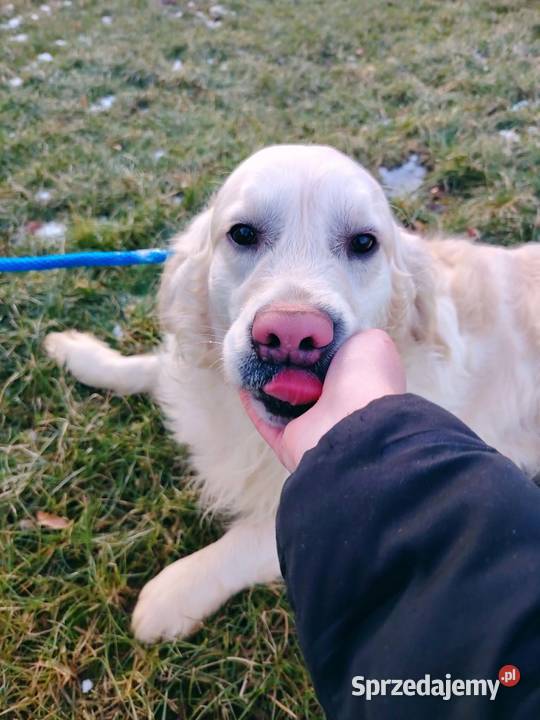 Piękny kremowy Golden Retriever 2 lata łagodny Radomsko