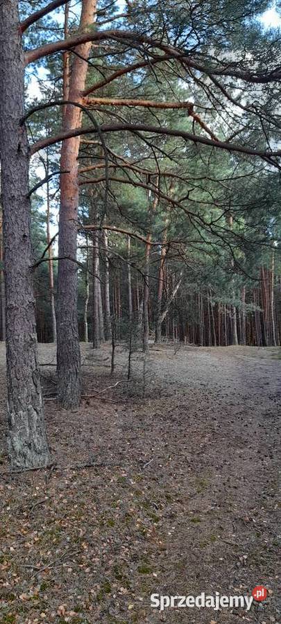 Działka leśna swornegacie 3000m2 pomorskie