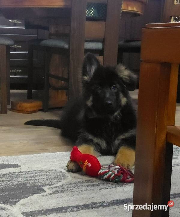 Suczka Owczarek Niemiecki Długowłosy Grzęby