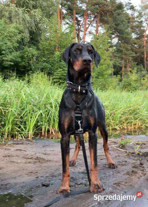 Reproduktor doberman Wołomin
