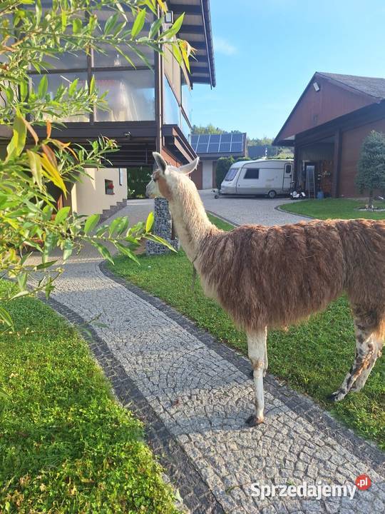 Sprzedam lame Podłopień
