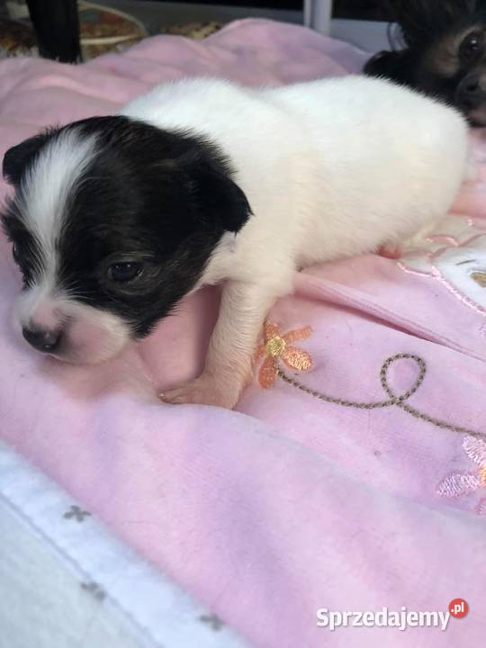 Papillon Spaniel kontynentalny mazowieckie Warszawa