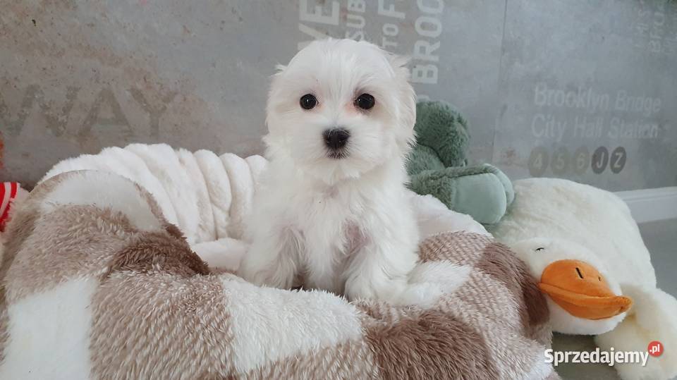 Maltańczyk sunia WIKA gotowa do odbioru Mierczyce