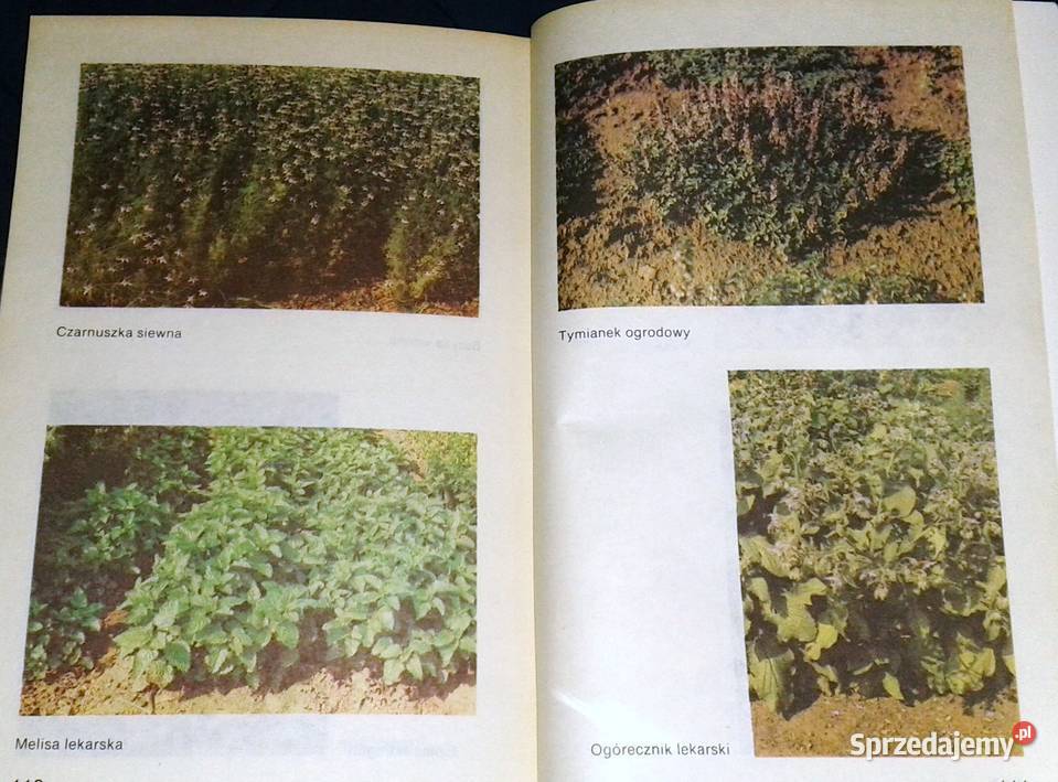 Ziołowe przyprawy kuchenne Zenon Węglarz miękka Pozostałe Chełm