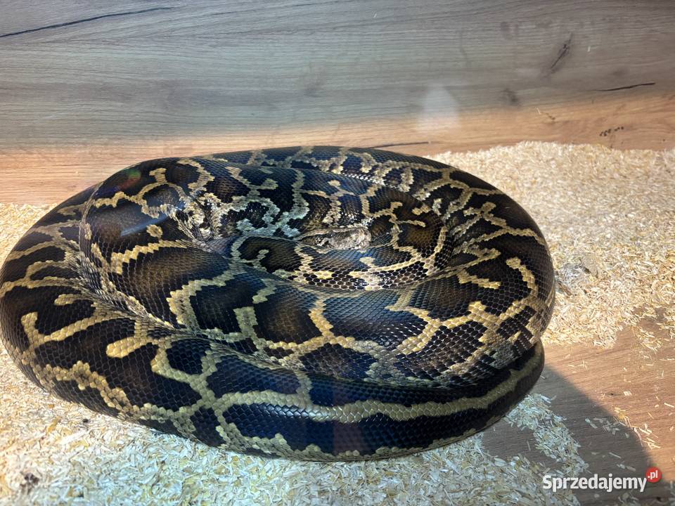 Pyton birmański tygrysi samiec classic het Spytkowice