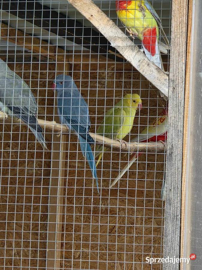 Papugi sprzedam małopolskie Proszowice