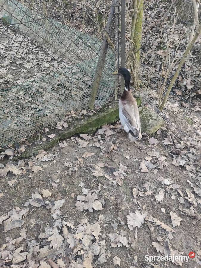 Para kaczek biegus indyjski z czubkiem Dobczyce