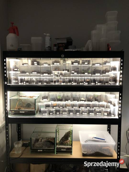 Ptaszniki Warszawianka