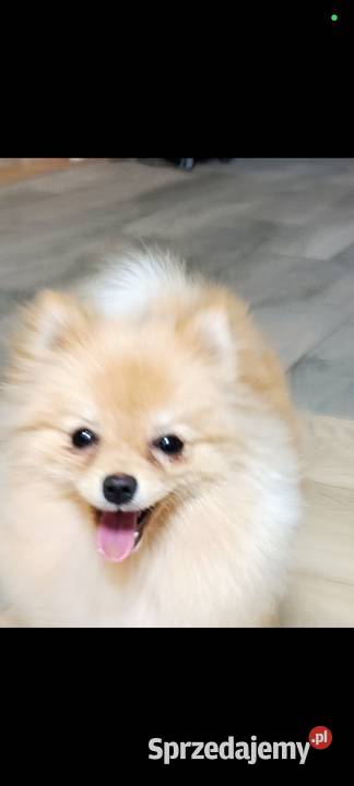 Szpice miniaturowe Pomeranian z metryczkami z Kraśnik sprzedam