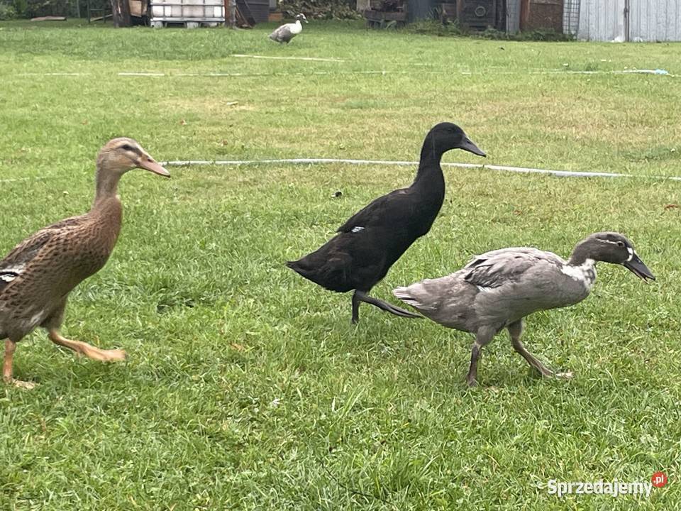 kaczki biegusy Gorzów