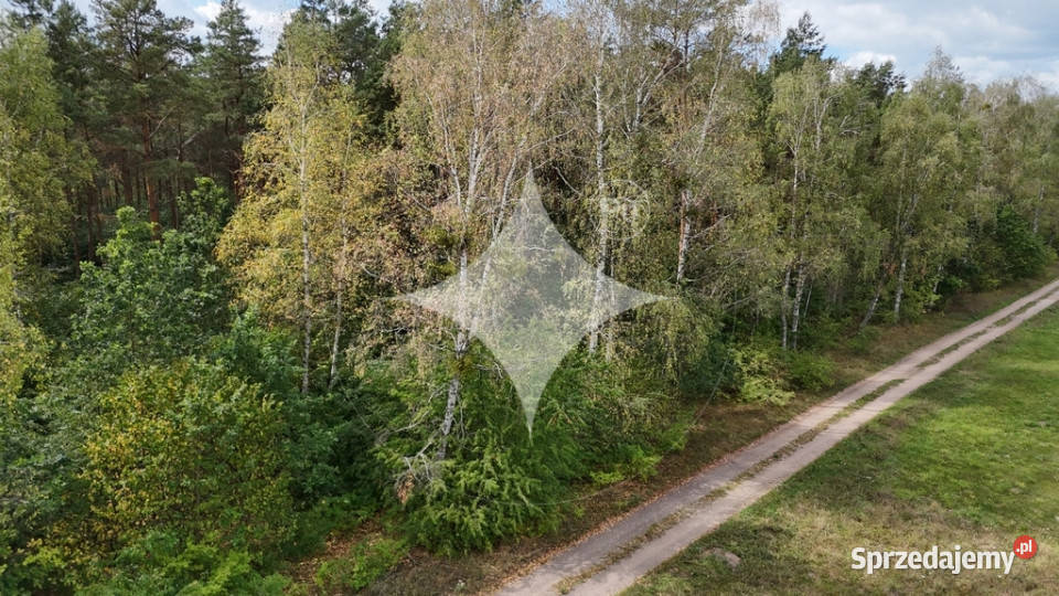 50letni Las Brzoza Sosna Gmina Rajgród Pieńczykowo