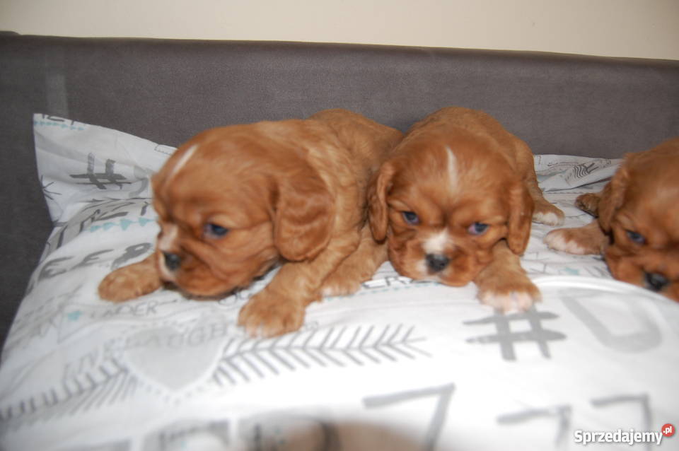 Cavalier King Charles Spaniel Szczenięta Zwierzęta Sulejówek