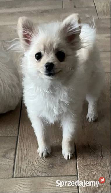 szpic miniaturowy suczka Szpic miniaturowy Skalbmierz sprzedam