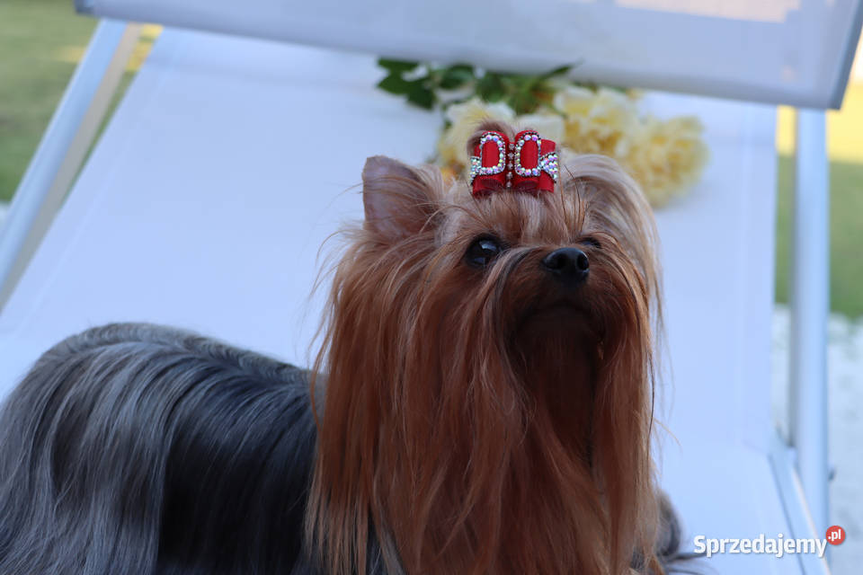 York szczenięta Championach z rodowodem hodowla Wrocław