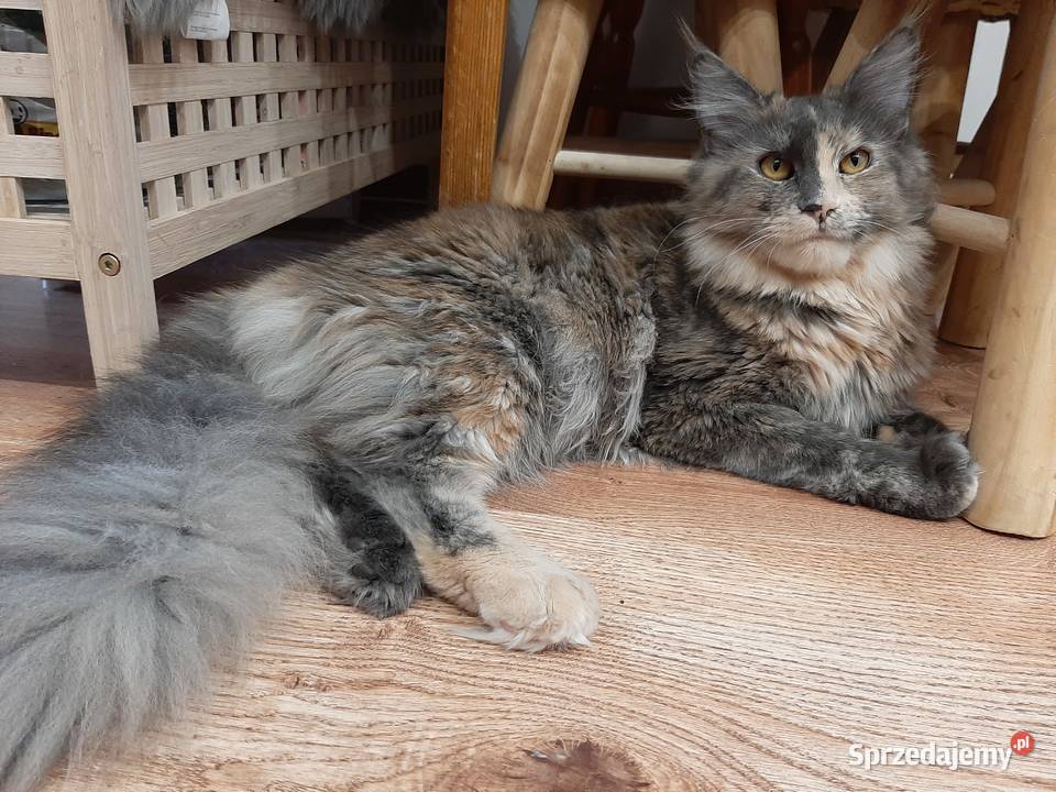 Maine Coon 8 miesieczne rodzenstwo szuka domku