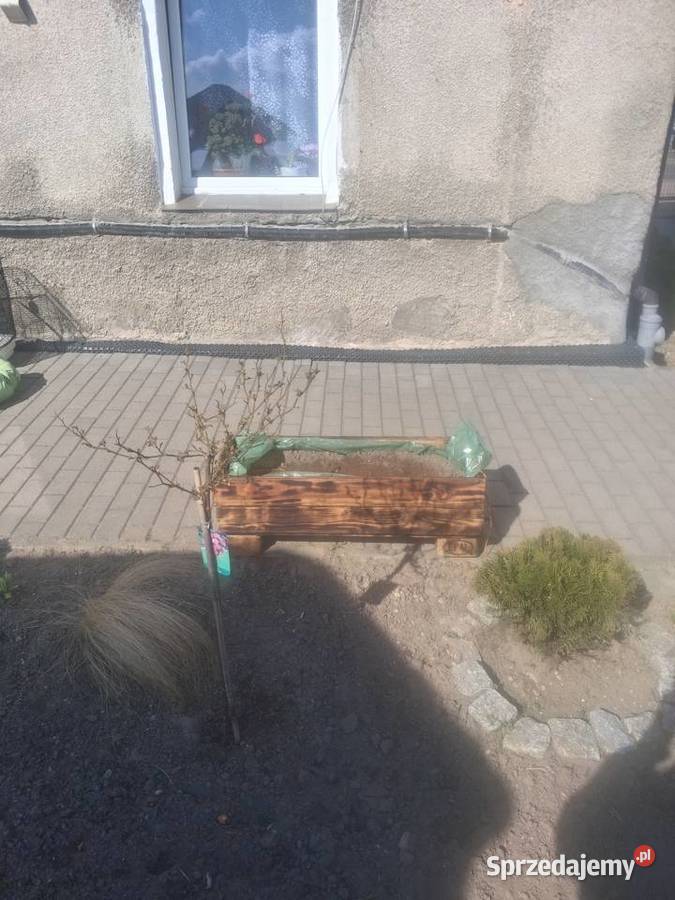 Doniczka wlasnego wykonania dolnośląskie sprzedam