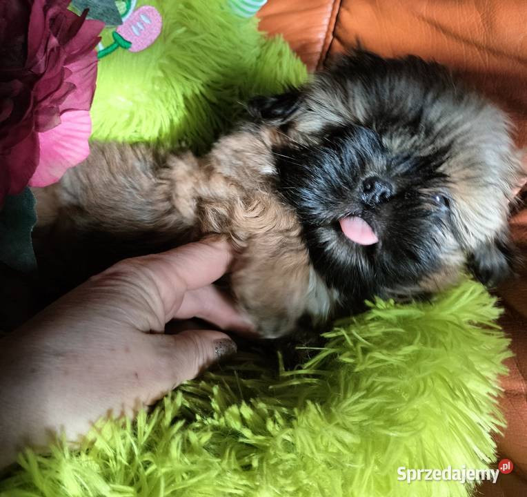 Shih tzu FCI Wałbrzych