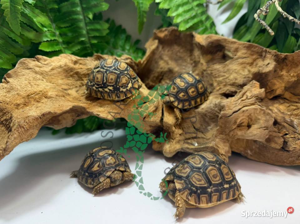 Żółw lamparci Żółwie lamparcie Białystok