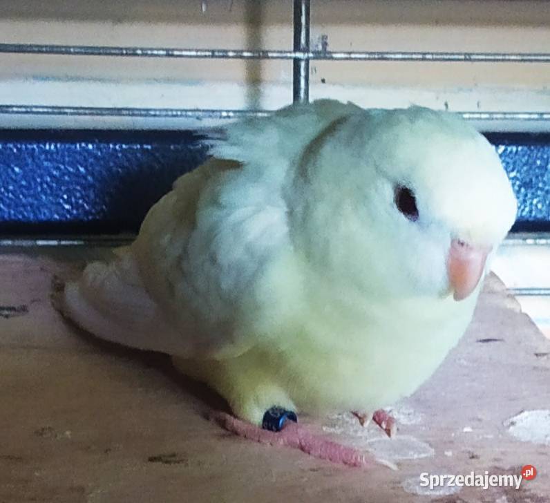 Katarzynka ajmarka prążkowana Zwierzęta Nowa Ruda