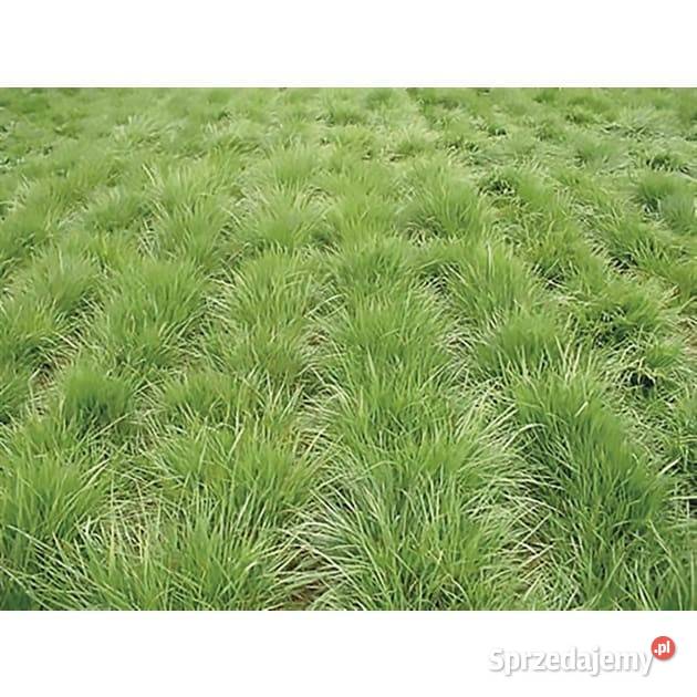 Nasiona trawy kostrzewy czerwonej do siewu Trawa sprzedam