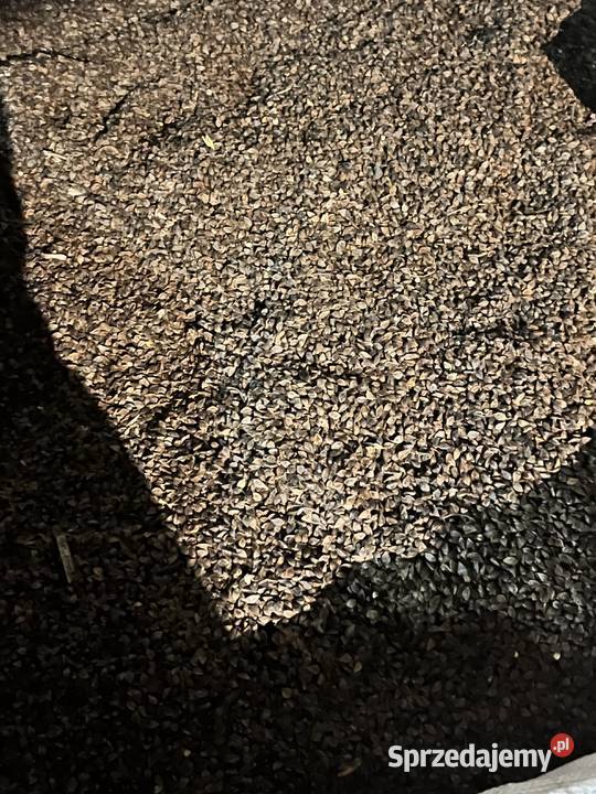 Gryka Tatarka nie pryskana sprzedam Ostrowy nad Okszą