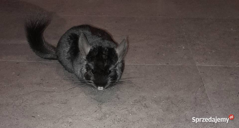 Szynszyl Szynszyla Samiec Dark Ebony Czarny Kwilcz sprzedam