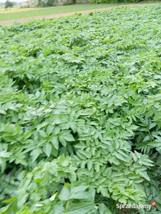 Nasiona arcydzięgiel litwor 2024 Krasnystaw