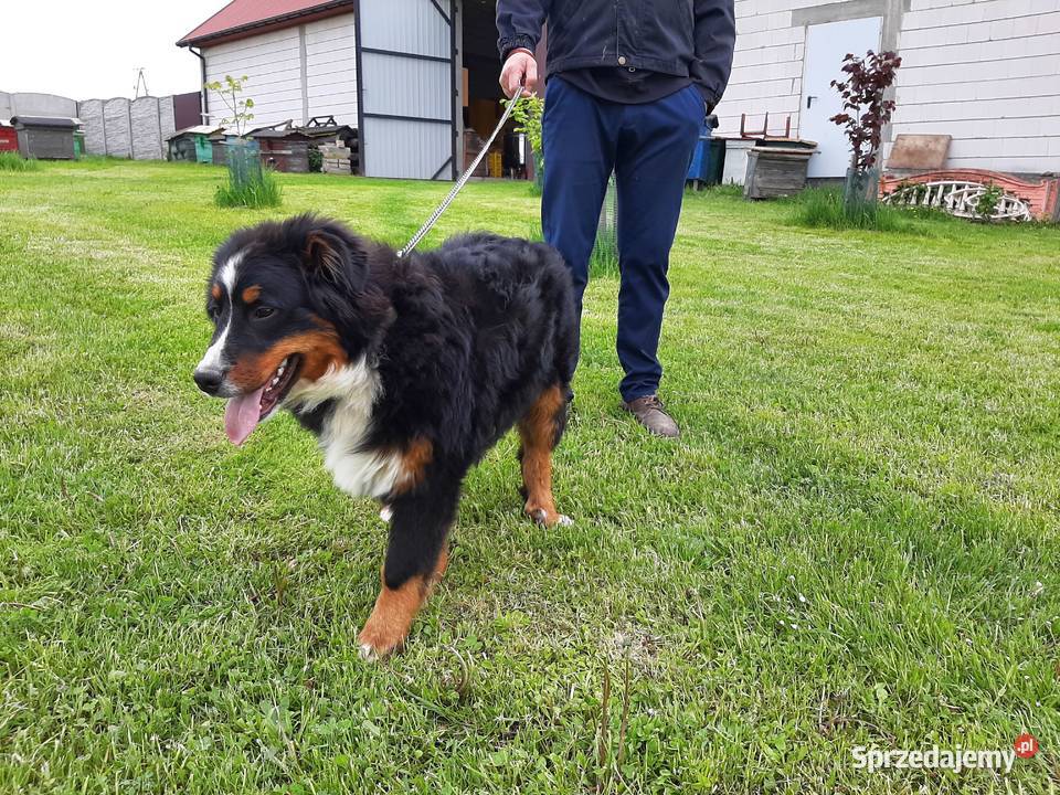 Berneński pies pasterski 6 miesięcy Sprzedaje z Nowa Słupia