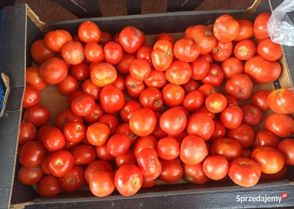 Warzywa ogórki pomidory cebula koper fasolka