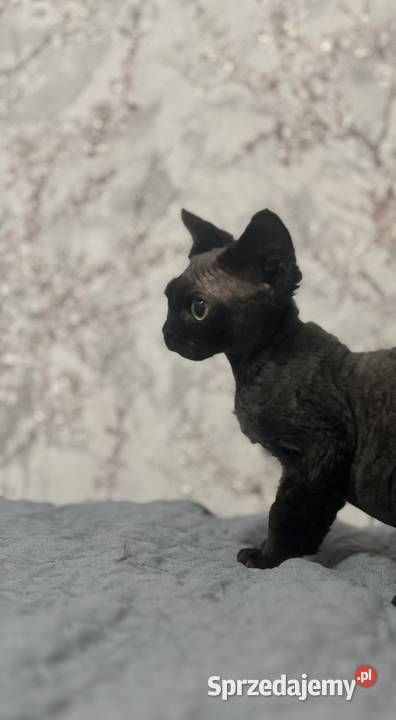 Kocur czarny Devon Rex Zabrze
