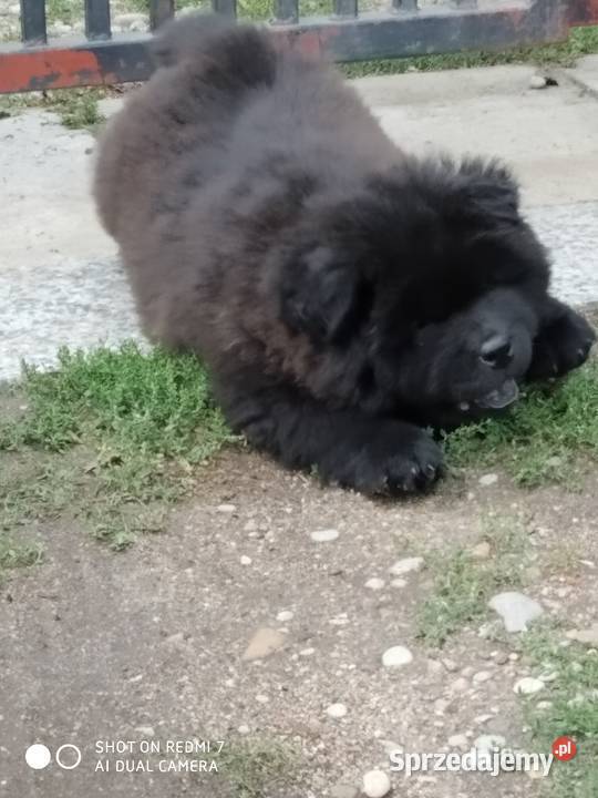 chow chow Łomża