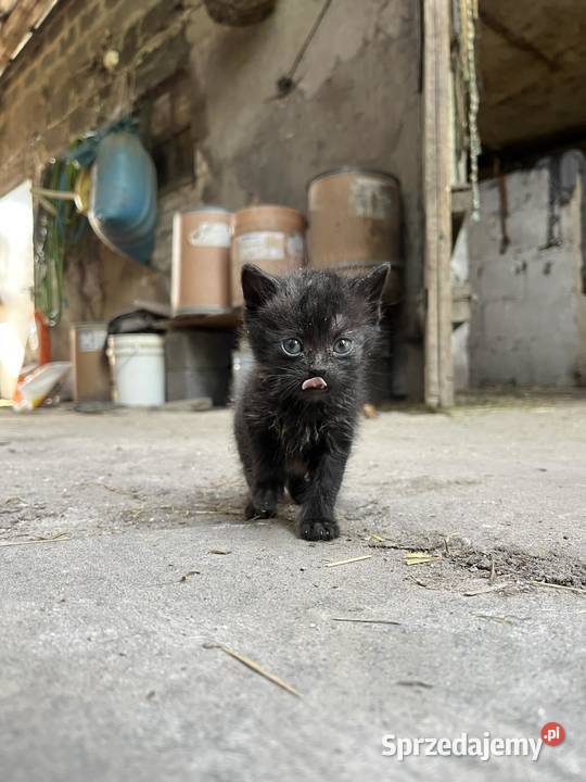 Oddam kotki w ręce śląskie Pilica