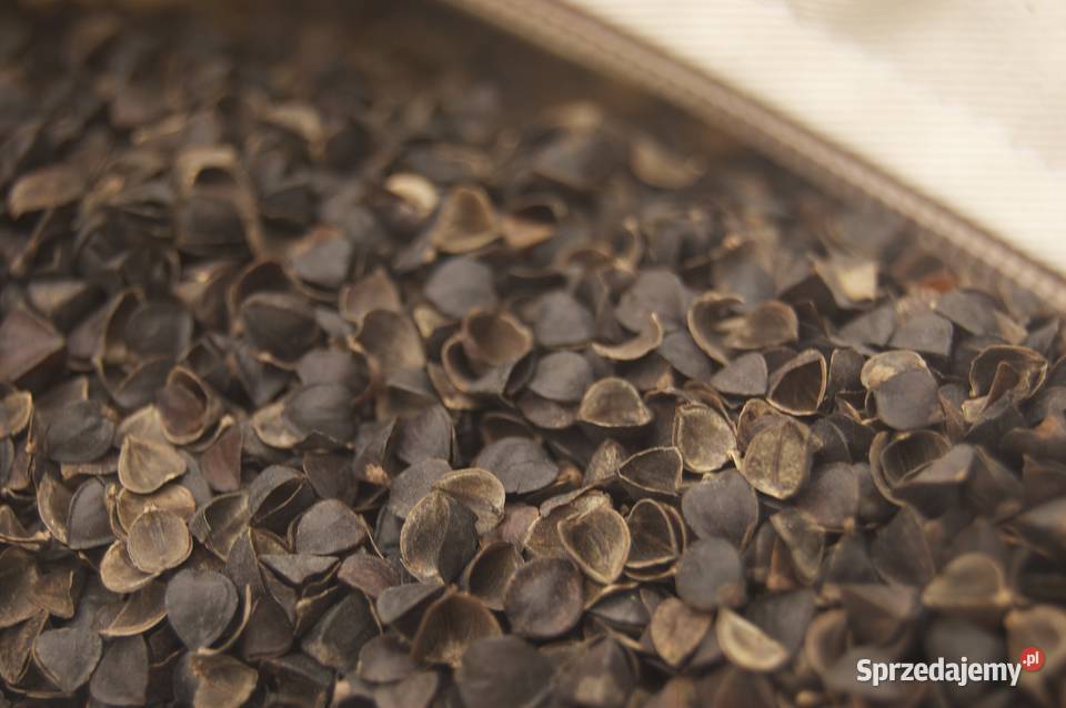 Nawóz ekologiczny Sapropel i łuska gryki 20 Stargard sprzedam