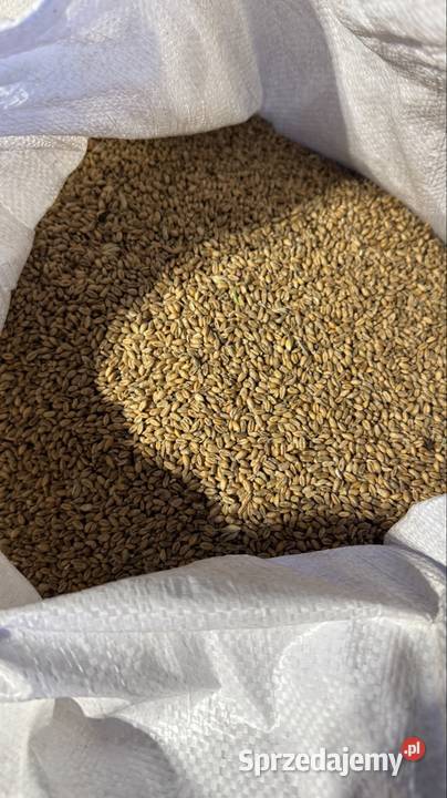 Pszenica fox tego roczna Pietrzykowice