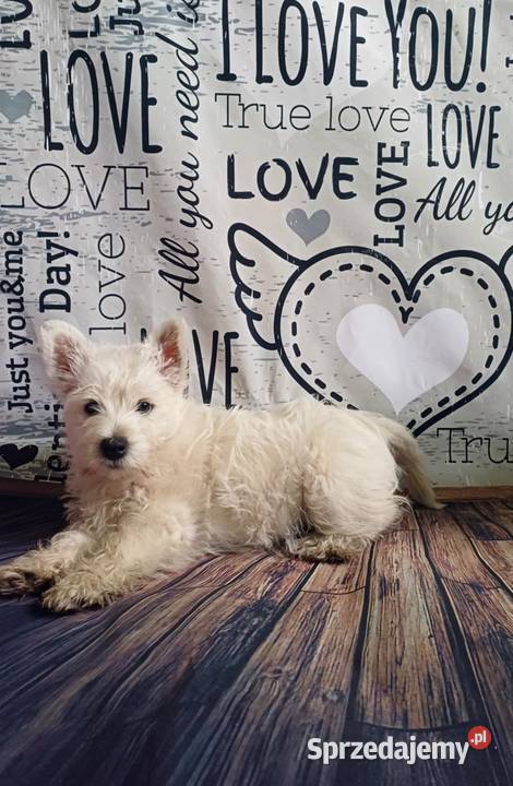 West Highland White Terrier ZKwP FCI pomorskie