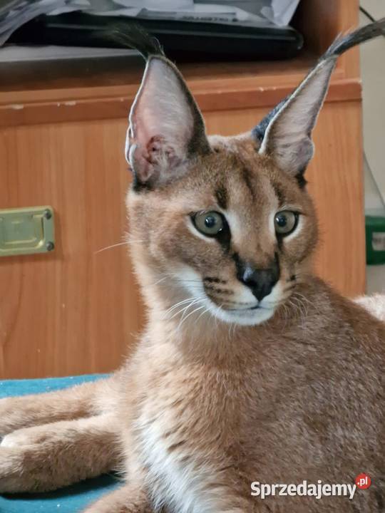 Karakale stepowe Caracal caracal młode piękne i Pozostałe Katowice