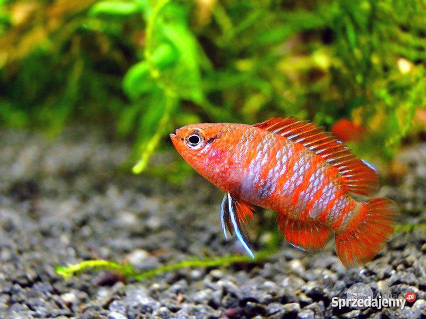 Badis bangalski RED SCARLET Dario dario WYSYŁKA pomorskie Gdańsk