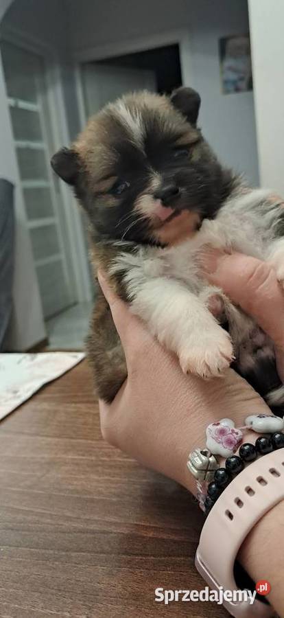 Szpic miniaturowy wielkopolskie