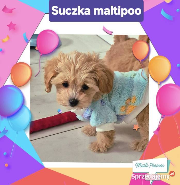 Maltipoo suczki gotowe do nowych domkow kujawsko-pomorskie Inowrocław sprzedam