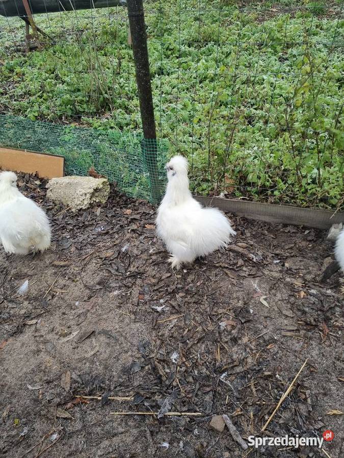 Kogut silka biała Suliszów